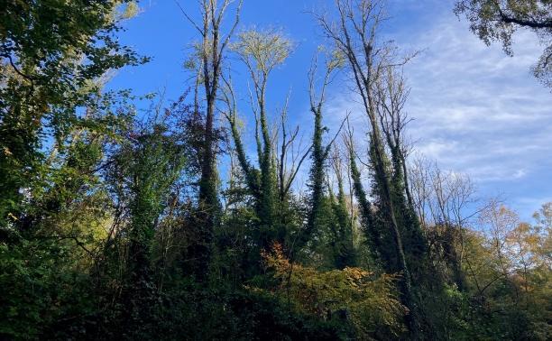 Ash affected by chalara Wood oct 23