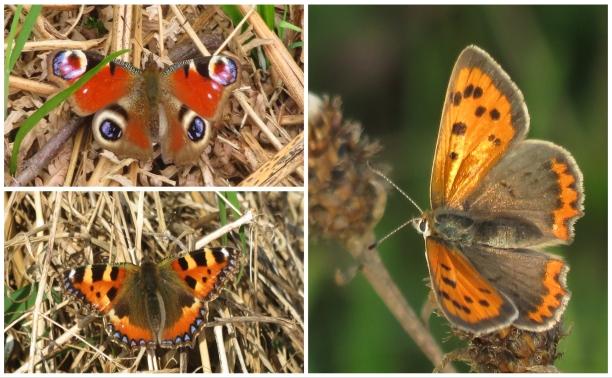 Butterfly collage