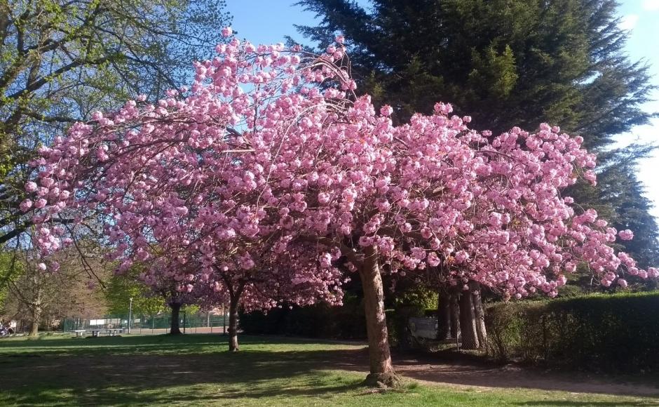 This is a cherry blossom tree