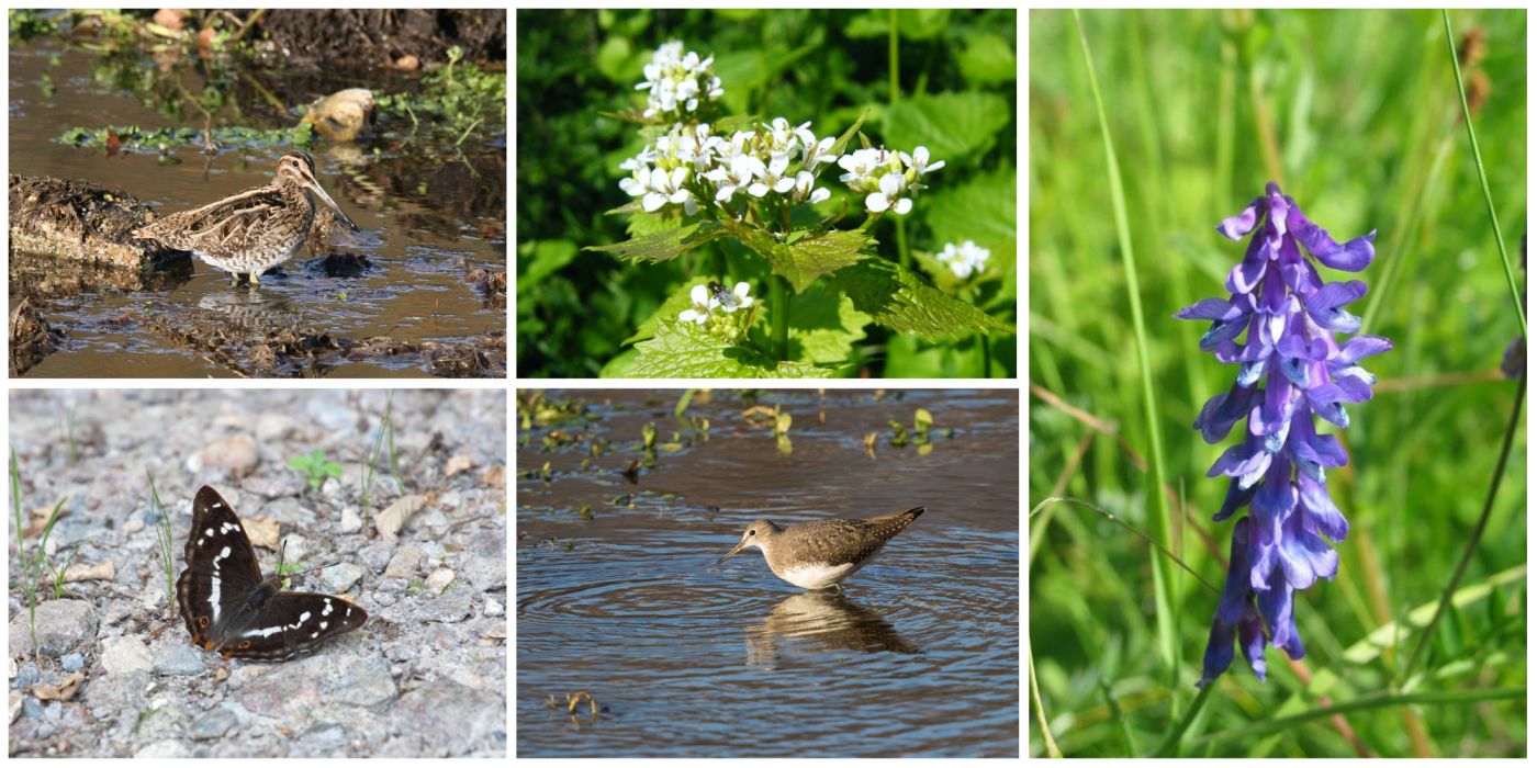 Photo of biodiversity at Watford Borough Council