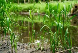 Major restoration project to transform River Colne for people and wildlife 