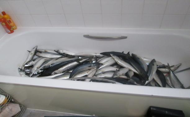 uncovered mackerel in bath