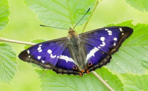 Photo of Purple Emperor Butterfly Cassiobury Park