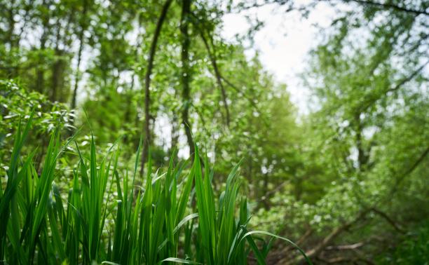 Watford Borough Council continues its commitment to revitalising the River Colne 