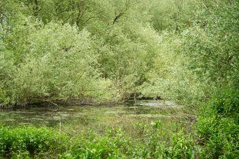 Restoring the River Colne