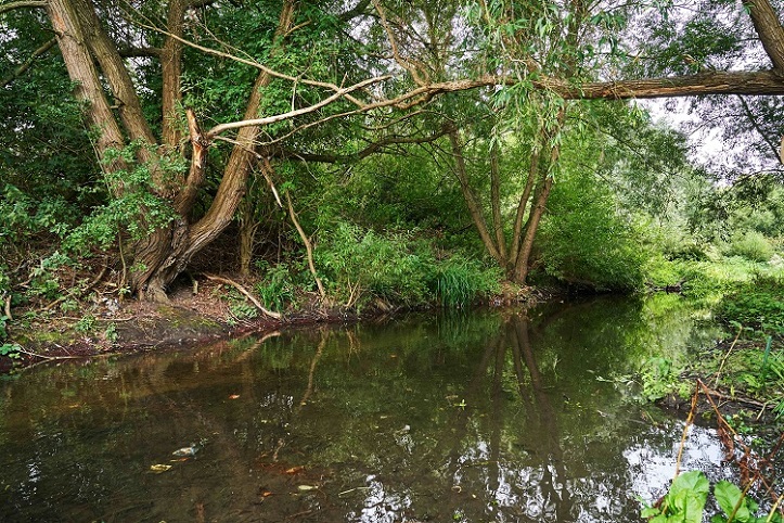 River bed on the River Colne