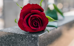 A red rose on a grave