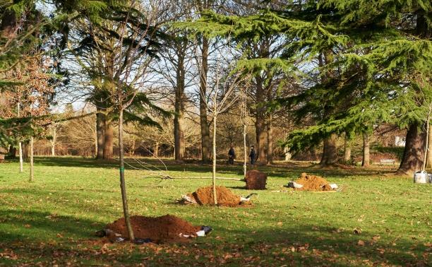 Trees in Cassiobury