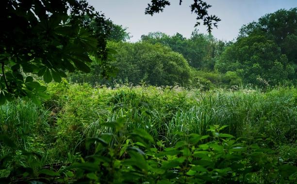 Wetlands project