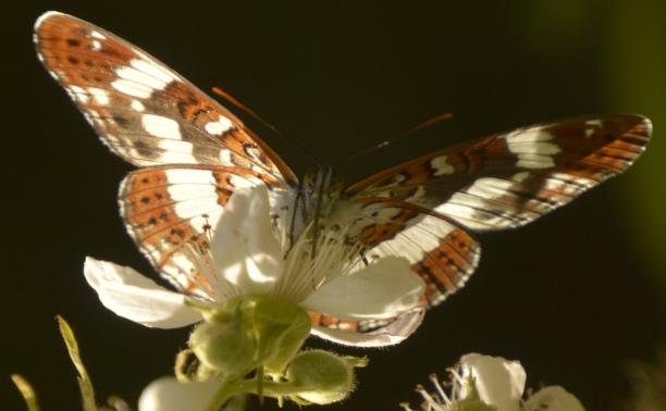 White admiral butterfly