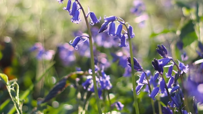 Heritage and Biodiversity